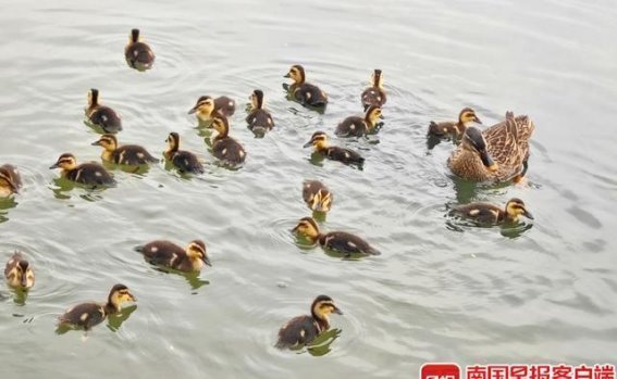 南湖公园的斑嘴鸭：春日里的自然奇景