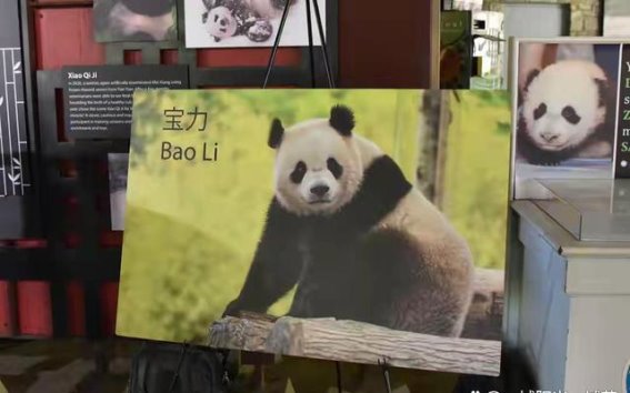 保护大熊猫，我们每个人都有责任