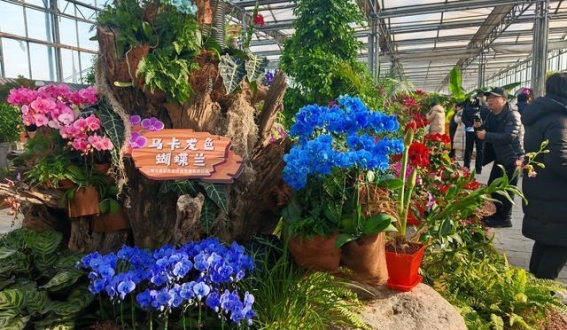 福建三明兰花亮相北京农业嘉年华，开启京闽花卉文化新篇章