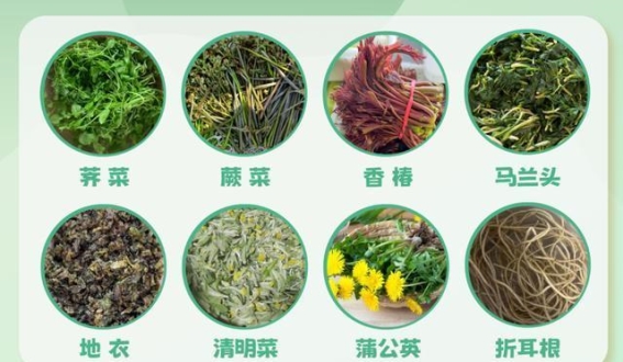 郑州周末气温飙升，适合挖野菜的好时光来临