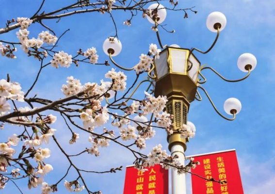 潍坊樱花季：春日最美邂逅，花海中漫游潍坊