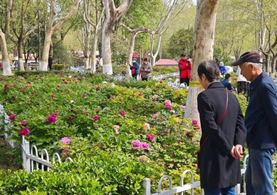 石家庄春日盛景：伏羲台免票与牡丹花开邀您共赏