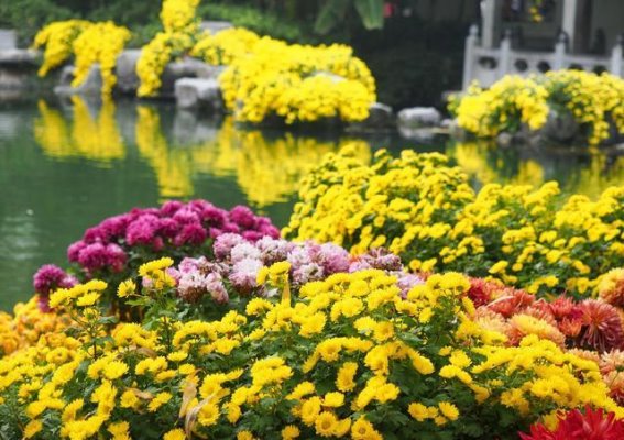 趵突泉畔菊花盛放，秋意浓浓绽放泉城