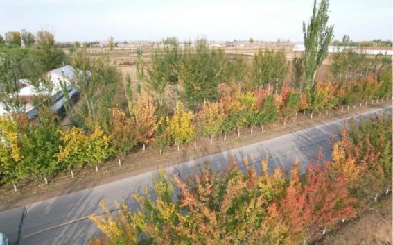 在秋日的诗篇中漫步临河的落叶