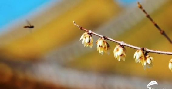 东平白佛山蜡梅绽放 暗香悠扬