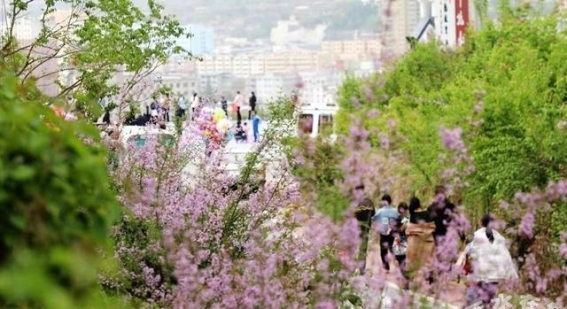 春风中，丁香花开：清水的浪漫之约