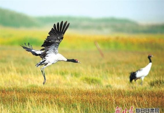 色彩斑斓的苏干湖：生态美景与鸟类盛宴