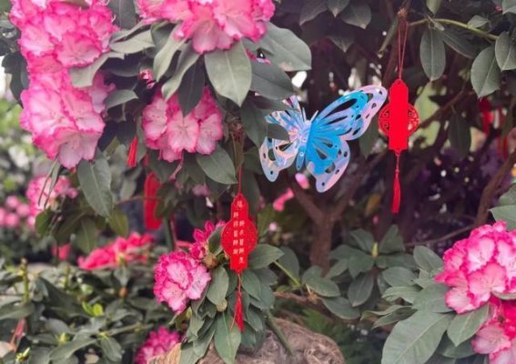 辰山植物园迎春花展：春意盎然，花香四溢
