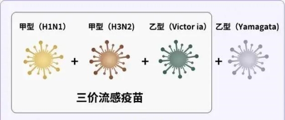 流感高发季，接种疫苗势在必行！