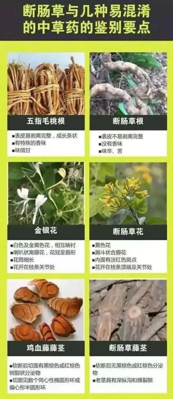 广东人春季祛湿法宝，路边木棉花真的能用吗？