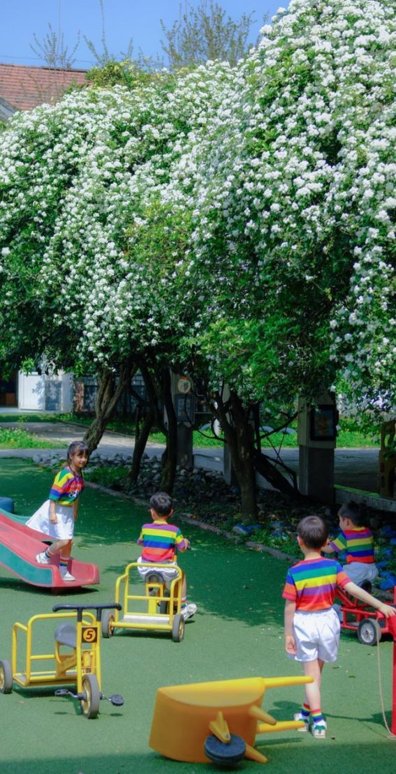 青白江七里香花海探秘：春日里的洁白浪漫