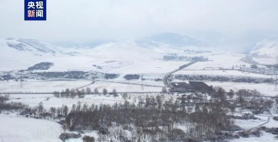 雪山云海交相辉映，神秘松林银装素裹
