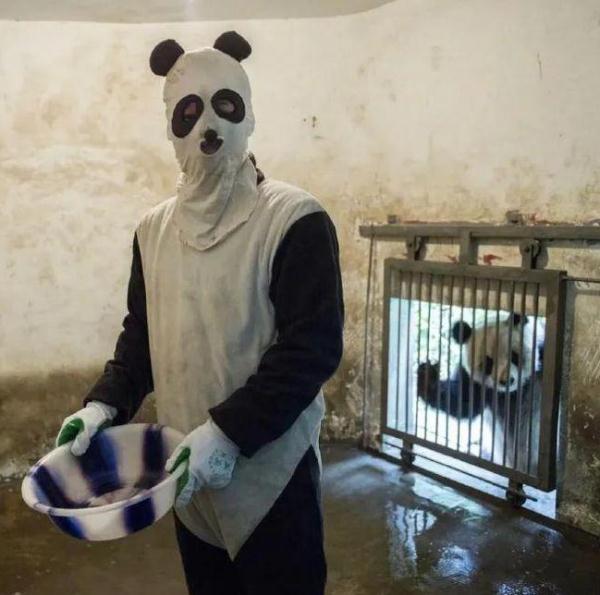 杭州小熊被指“人里人气”！网友：你是忘了会叉腰会揣手的熊猫了？