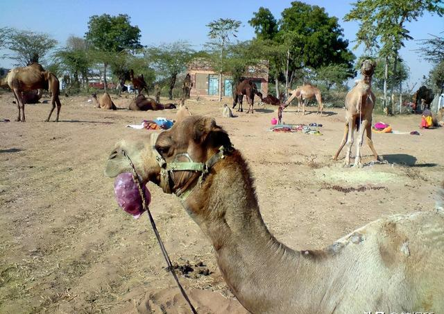 沙漠之舟：骆驼的神奇适应生存之道