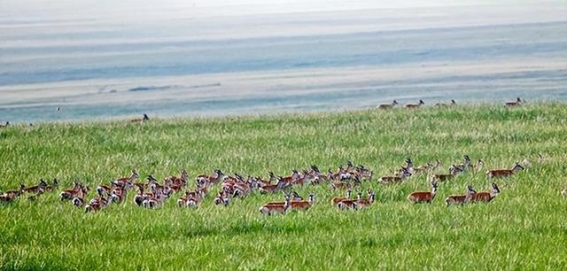 穿越国界的黄羊行：蒙原羚的生存之旅与生态挑战