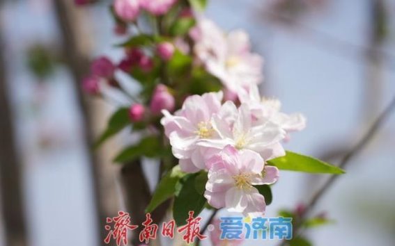 济南经十一路海棠盛开，浪漫春日粉色海洋