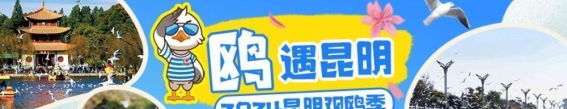 红嘴鸥的翩跹舞步，翠湖的悠然风情