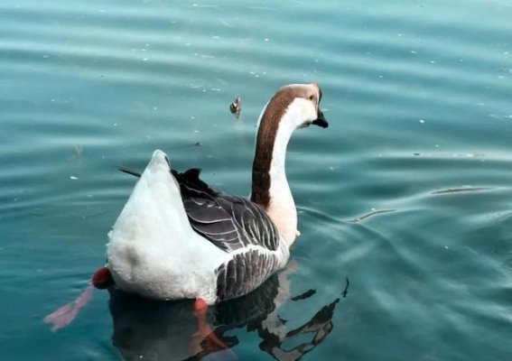 从李现到小学生，为什么“打鸟”成了城市新风尚？