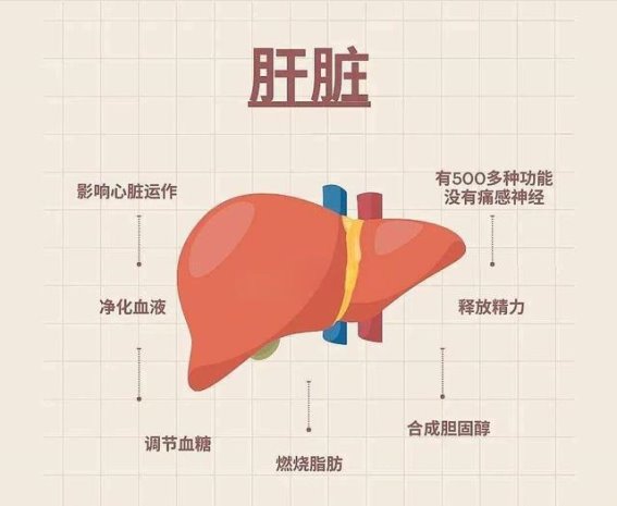 你知道你的身体没有这些器官会怎样吗？