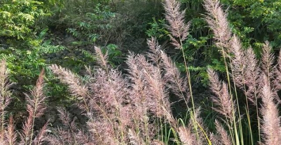 芒草如歌，蓝山秋色渐浓