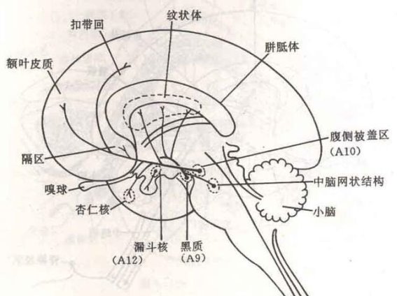 DMT逆袭：亚致幻剂量在中风治疗中的潜力