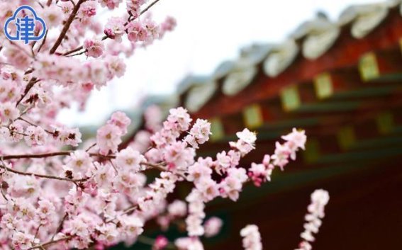 春日盛宴，天津运河桃花文化商贸旅游节盛大开幕