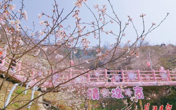 清凉寨樱花盛会：春日里的千树万花共赴花海之约