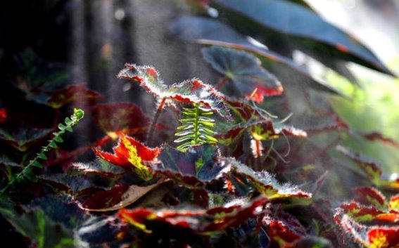 迷雾中的梦幻之境：济南植物园科普馆的仙气奇观