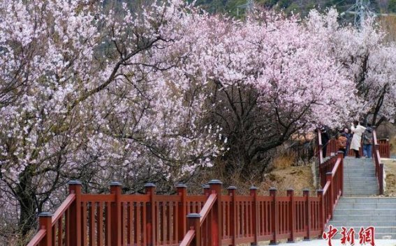 林芝巴河桃花：雪域高原上的春日奇观