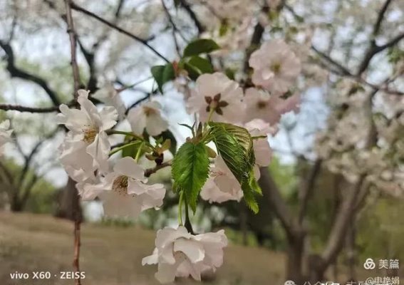 共度光樱，“玉”见美好