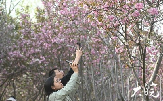 清明踏青合肥滨湖公园，尽享春日美好时光