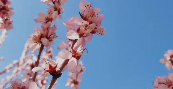 沙漠与桃花：春天里的生命奇迹