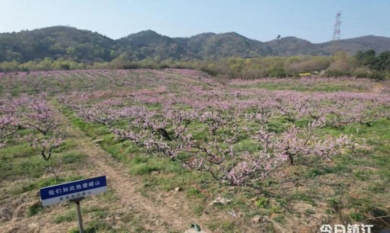 醉美春光，桃花盛开的镇江