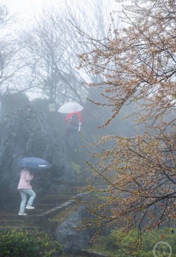 春日画卷：冉小军镜头下的《高山野樱雨中娇》