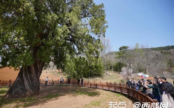 走进洛南页山古柏，感受五千年历史的脉动