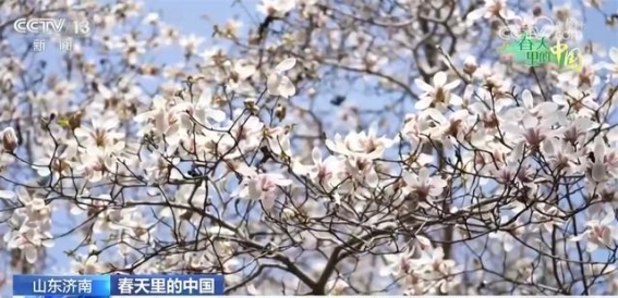 春日花海带动文旅复苏，赏花经济焕发新生机