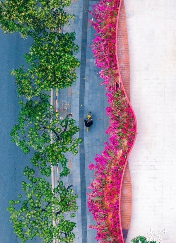 春天的南方，花开满地