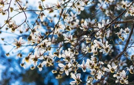 春日花海：日照赏花地图，带你畅游花的世界