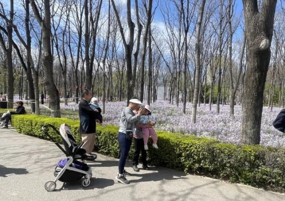 春日京城滨水赏花热潮：海棠花溪与坝河的水岸春景