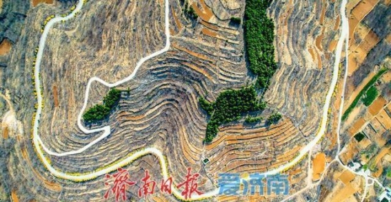 济南南部的“黄金长廊”：东沟村防火路连翘花海的春日盛宴