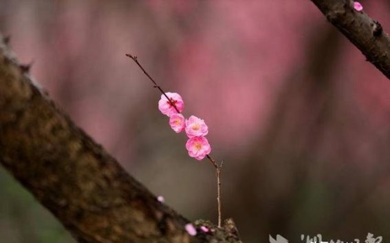 春日京山文峰公园：梅花如梦如幻，春光恍若流年