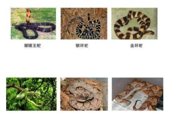 广东毒蛇咬伤急救全攻略：如何及时使用抗蛇毒血清