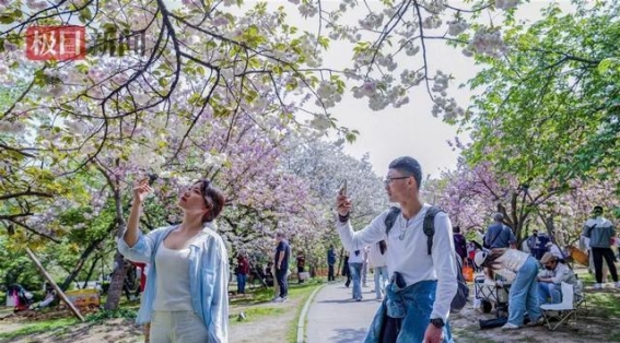 东湖樱花园闭园倒计时：春日美景与未来展望