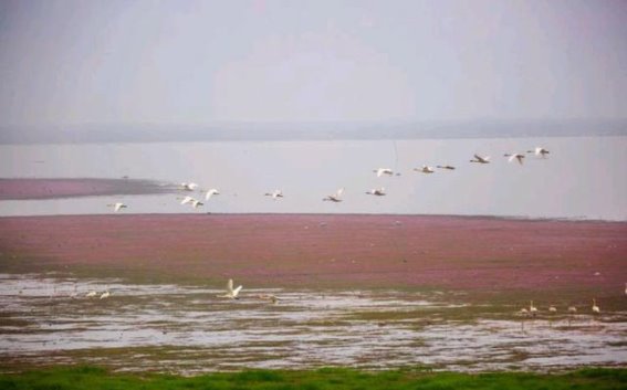 江西鄱阳湖：大自然赐予的湖泊宝藏
