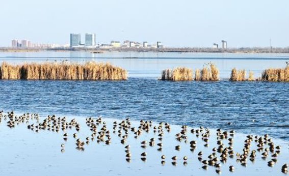 衡水湖的魅力：生态与文化的双重奏