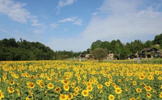 邛崃龙门山向日葵花海 盛放夏日最美的光影诗篇