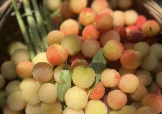仲夏龙岩，杨梅飘香，绣球花盛开，水上城堡探险