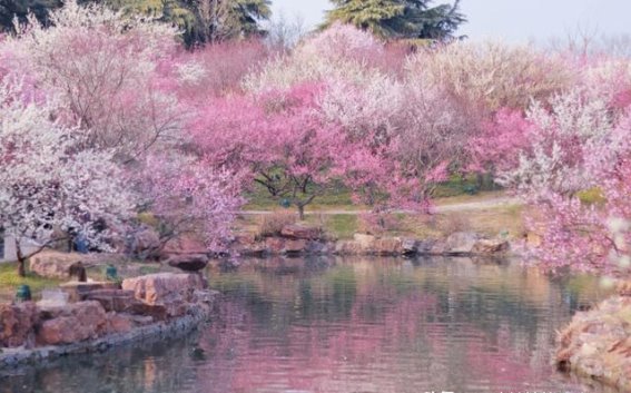 三月扬州，春光乍泄，花海如诗
