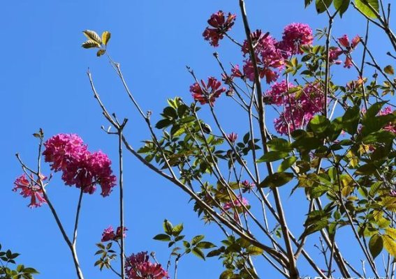 紫花风铃木：华南的紫色梦想