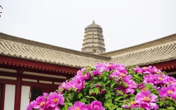 谷雨时节：春光渐远，万物复苏的时刻